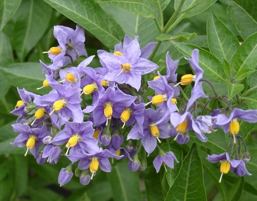 Chilean Potato Vine (Solanum Crispum) — preferring well-drained soil in full sun to partial shade
