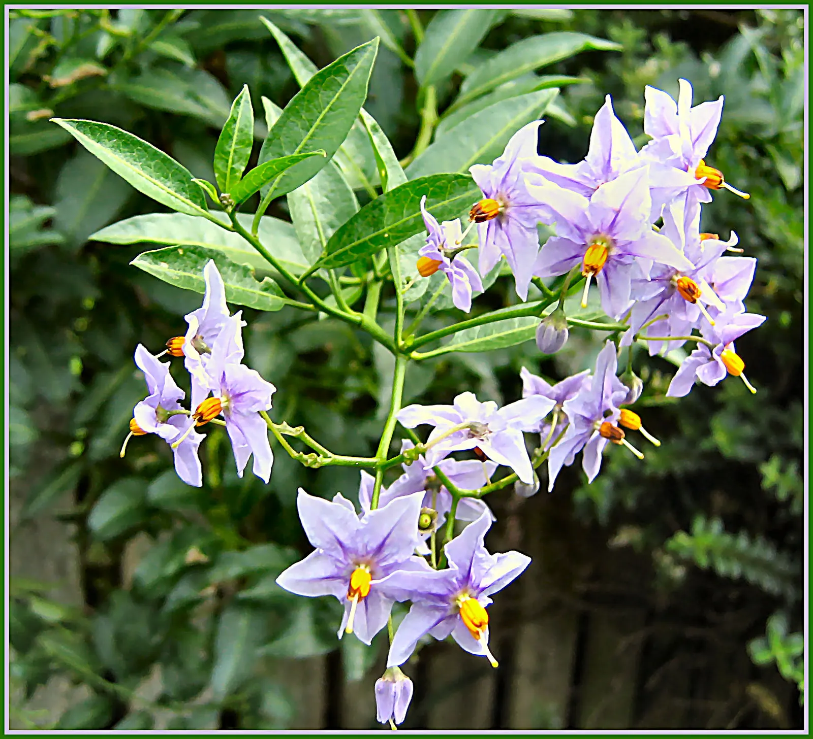 Chilean Potato Vine (Solanum Crispum) — Regular pruning maintains its shape and promotes healthy growth