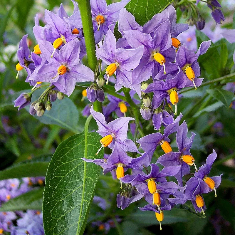 Chilean Potato Vine (Solanum Crispum) — Hardy to 20&deg;F, it's a striking choice for trellises or walls