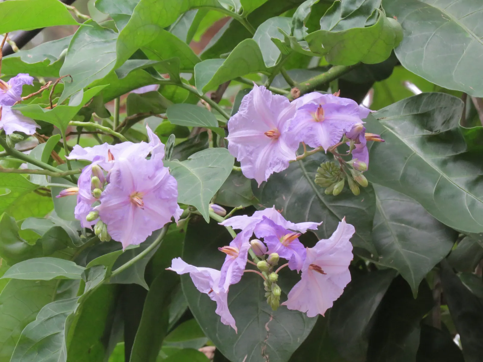 Chilean Potato Vine (Solanum Crispum) — The Chilean Potato Vine (Solanum crispum)