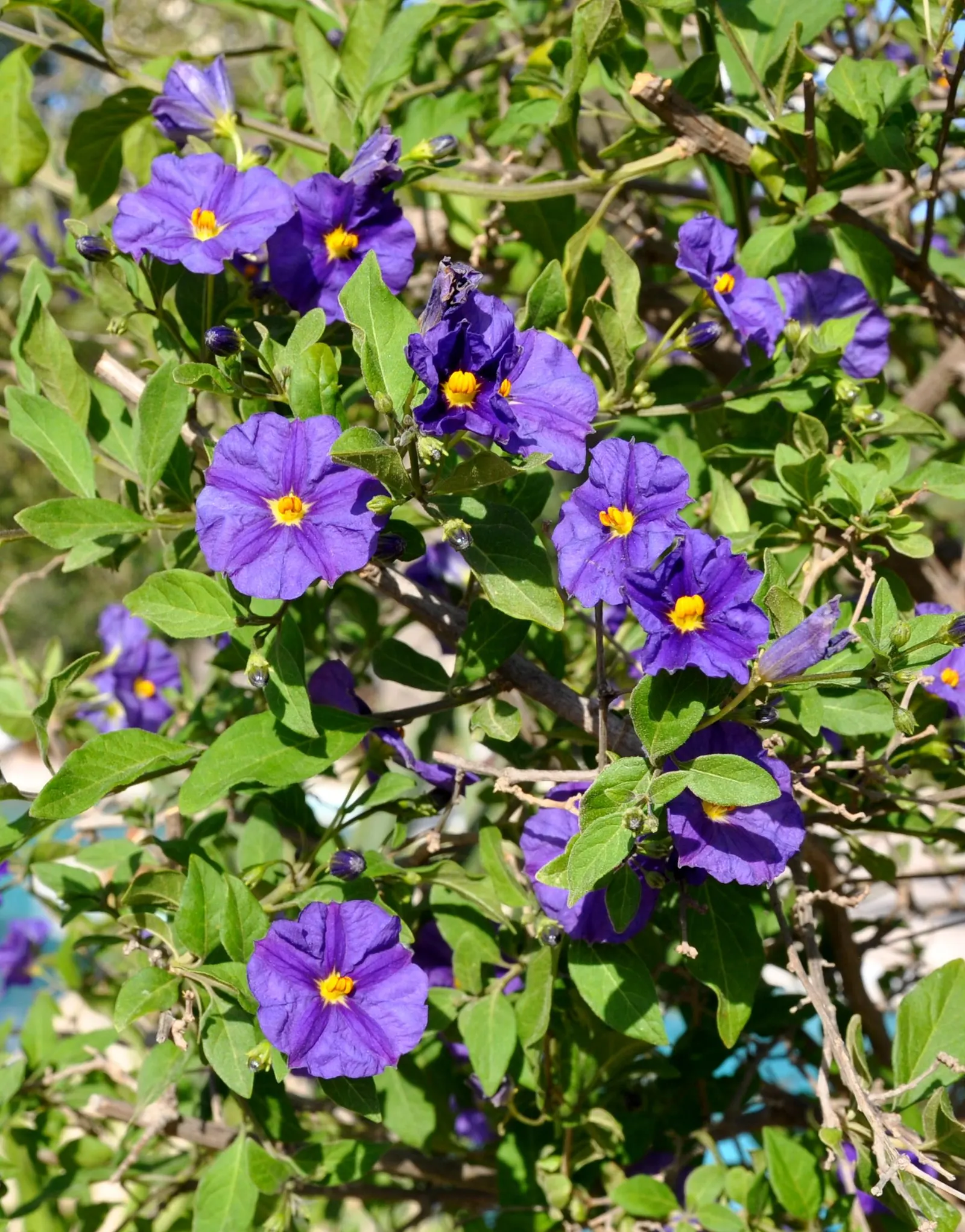 Chilean Potato Vine (Solanum Crispum) — semi-evergreen perennial boasts an extensive climbing habit