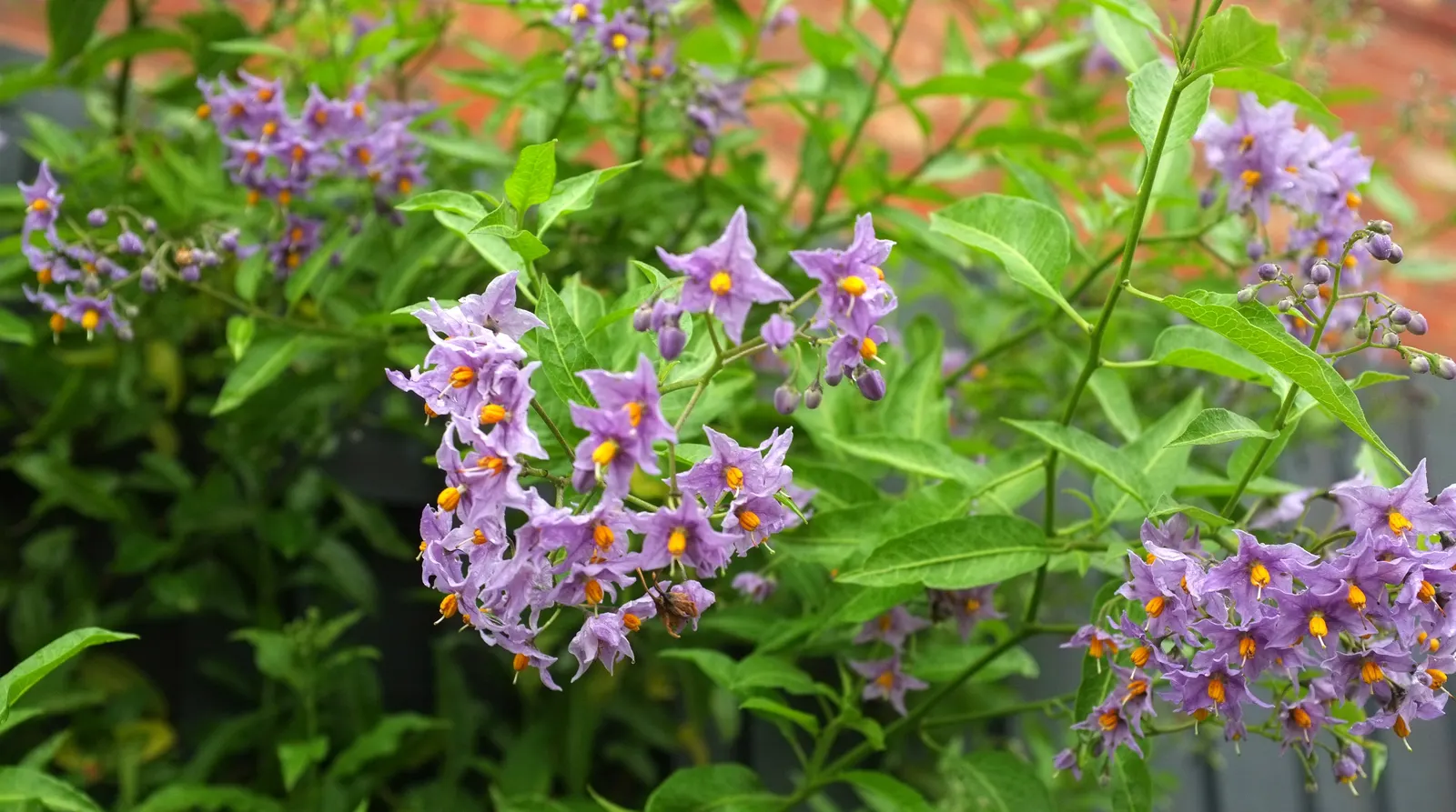 Chilean Potato Vine (Solanum Crispum) — is a captivating climber renowned for its ability to add a touch of elegance to any landscape design