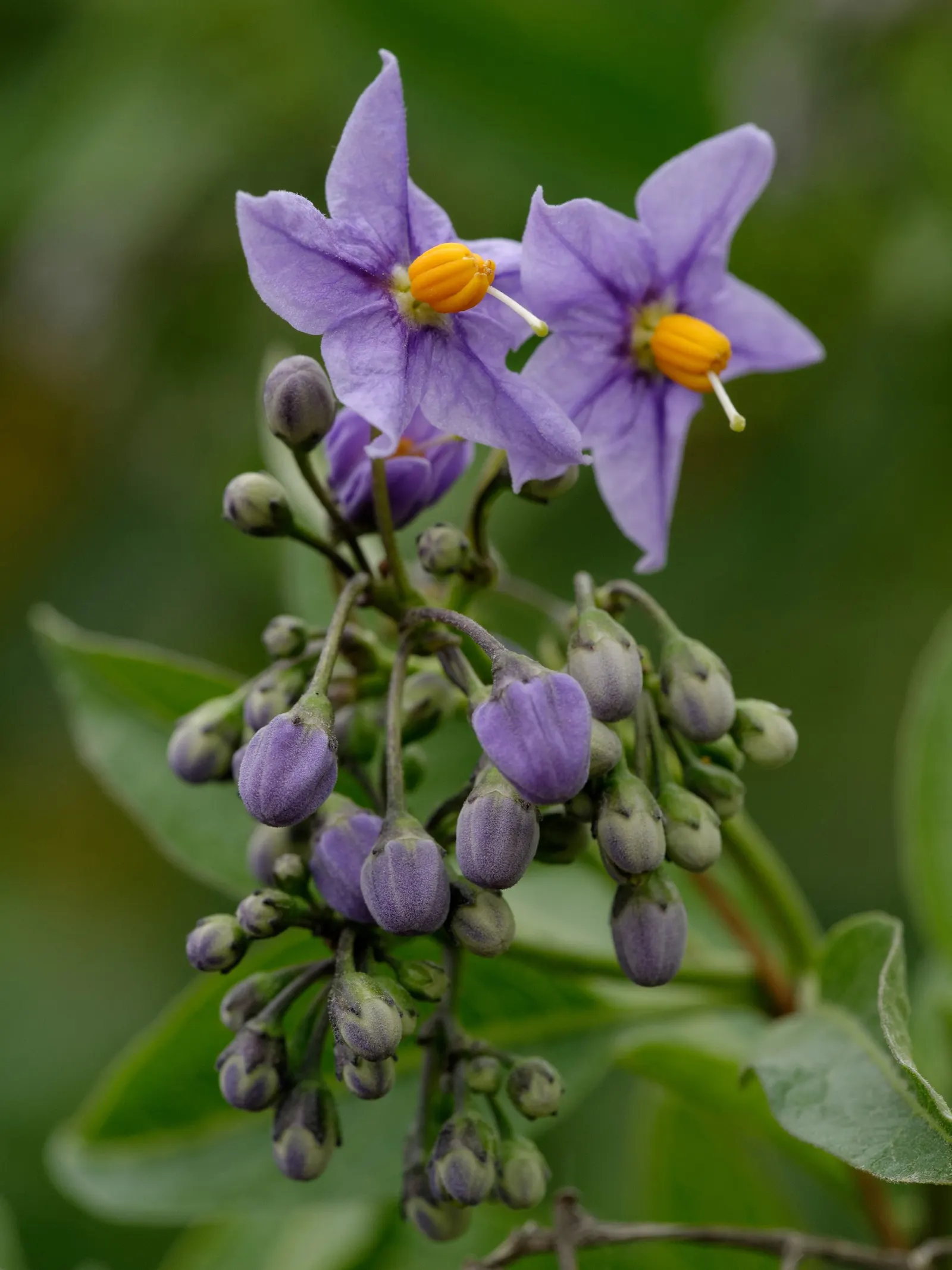 Chilean Potato Vine (Solanum Crispum) — it reaches 20 feet in height and 10 feet in spread