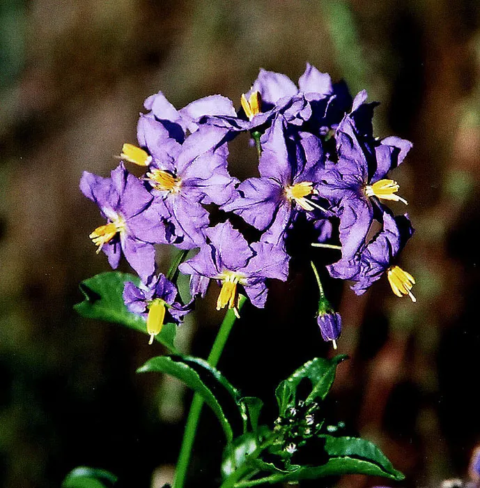 Chilean Potato Vine (Solanum Crispum) — blossoming from summer to fall