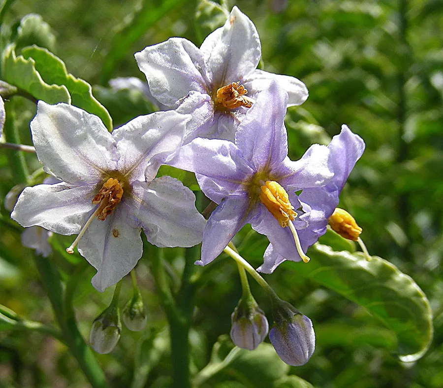 Chilean Potato Vine (Solanum Crispum) — boasts clusters of fragrant purple blooms with yellow centers