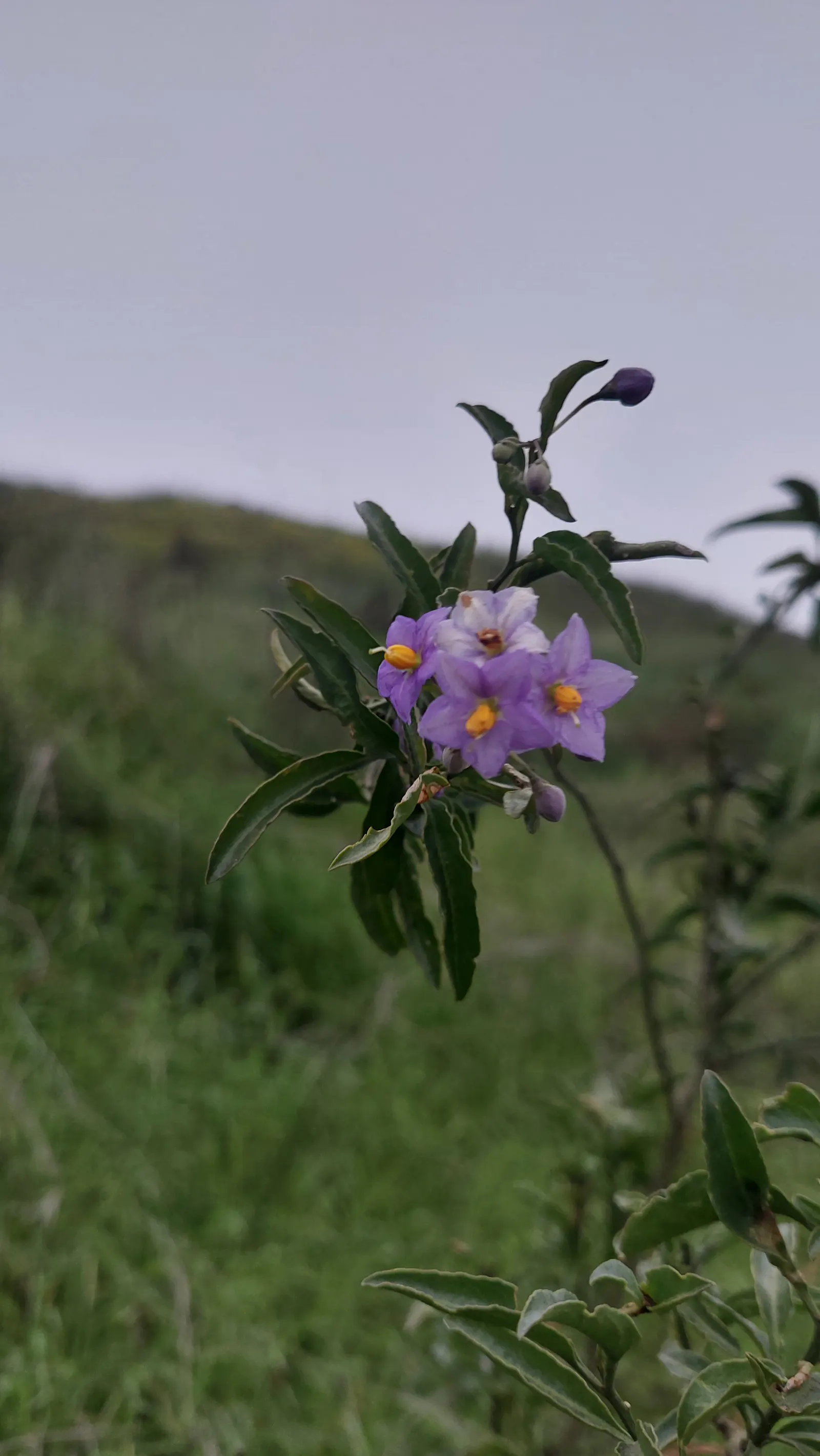 Chilean Potato Vine (Solanum Crispum) — while spreading out 6 to 10 feet