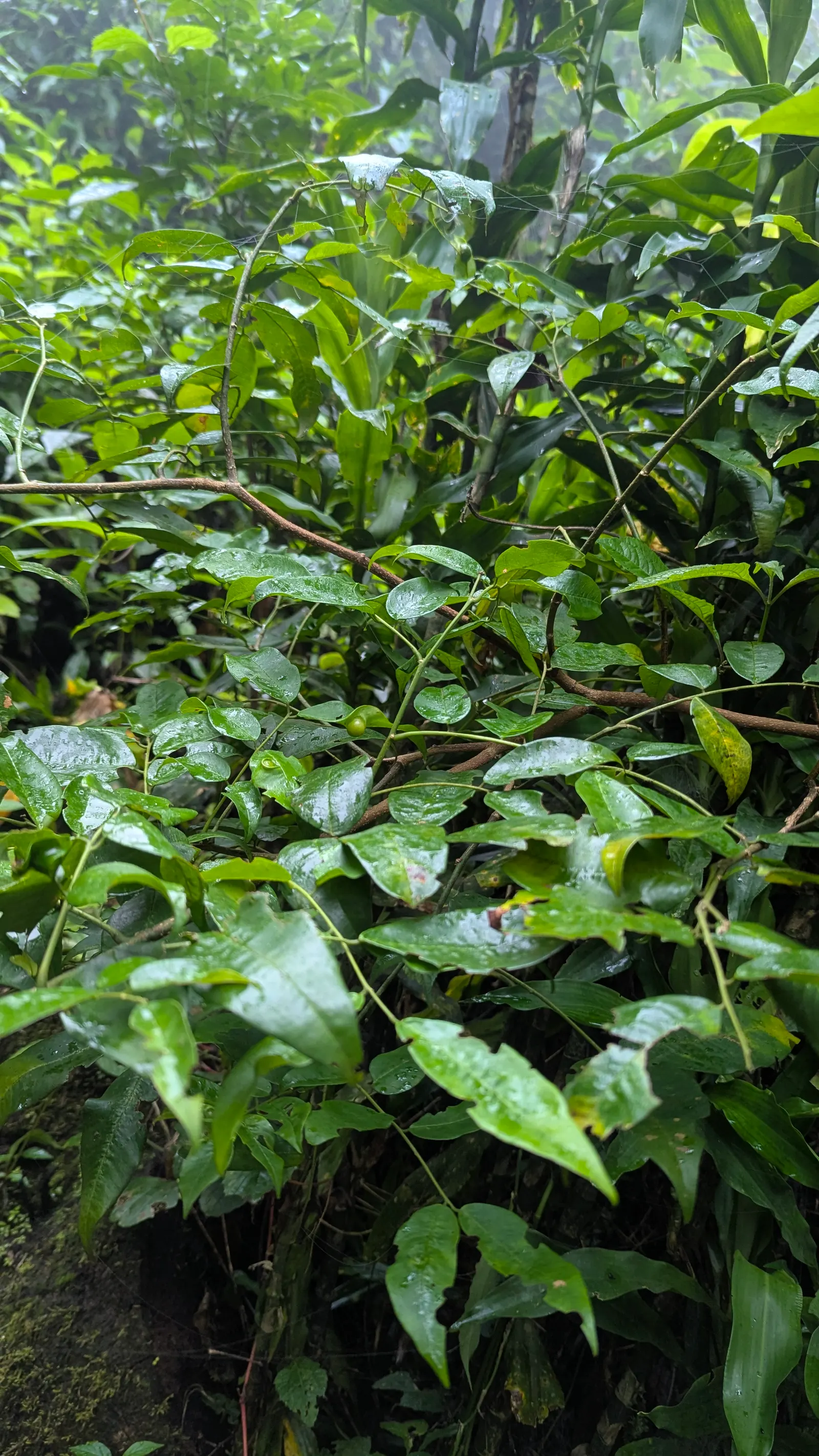 Chilean Potato Vine (Solanum Crispum) — resembling those of its distant relative