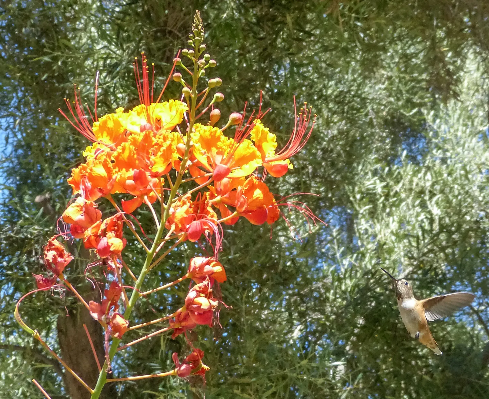 Mexican Bird Of Paradise (Caesalpinia Mexicana) — prefers well-draining soil; full sun exposure is vital for the plant's vigor