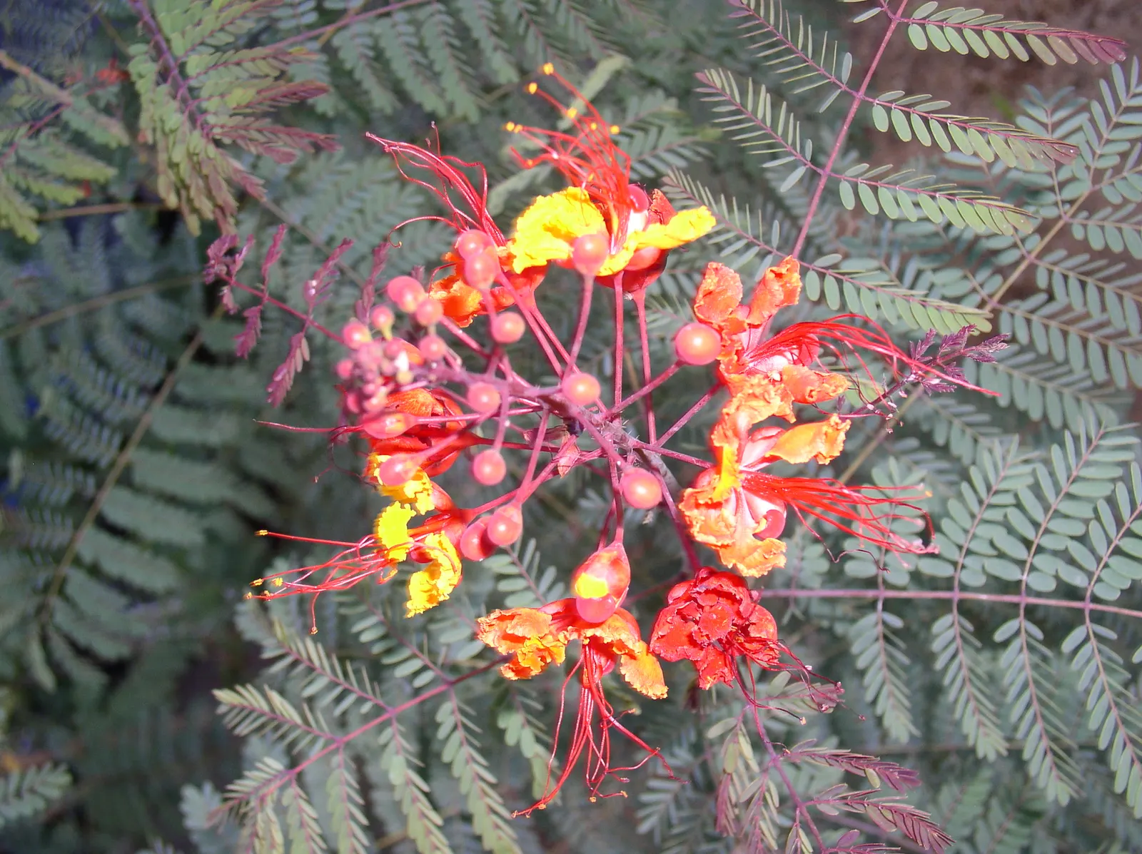 Mexican Bird Of Paradise (Caesalpinia Mexicana) — The Mexican Bird of Paradise (Caesalpinia mexicana) is a sun-loving semi-evergreen shrub