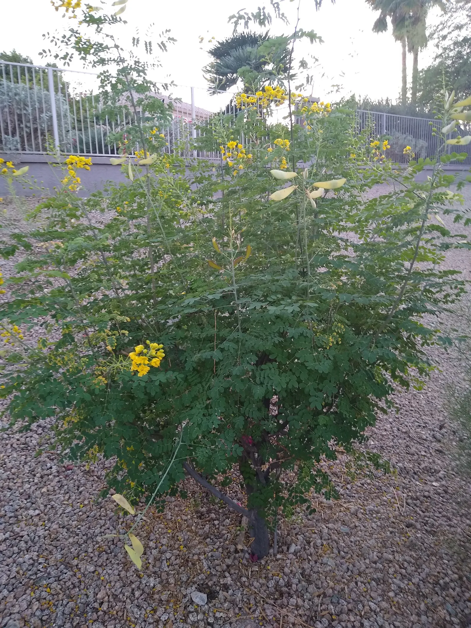 Mexican Bird Of Paradise (Caesalpinia Mexicana) — and requires low to moderate watering once established