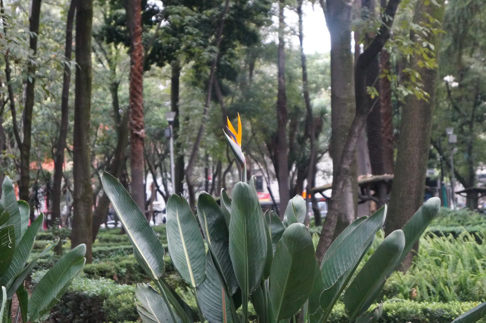 Mexican Bird Of Paradise (Caesalpinia Mexicana) — It adapts well to various soil conditions, though well-drained soil is ideal