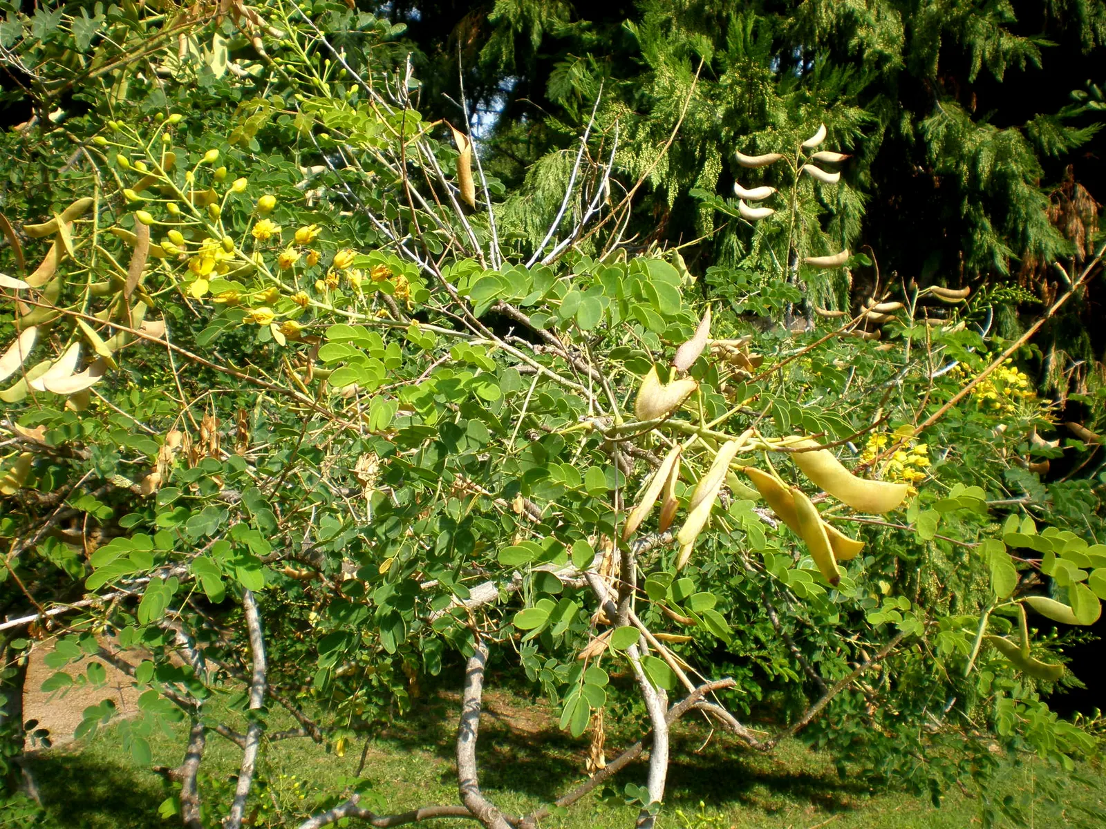 Mexican Bird Of Paradise (Caesalpinia Mexicana) — While it thrives in warmer climates