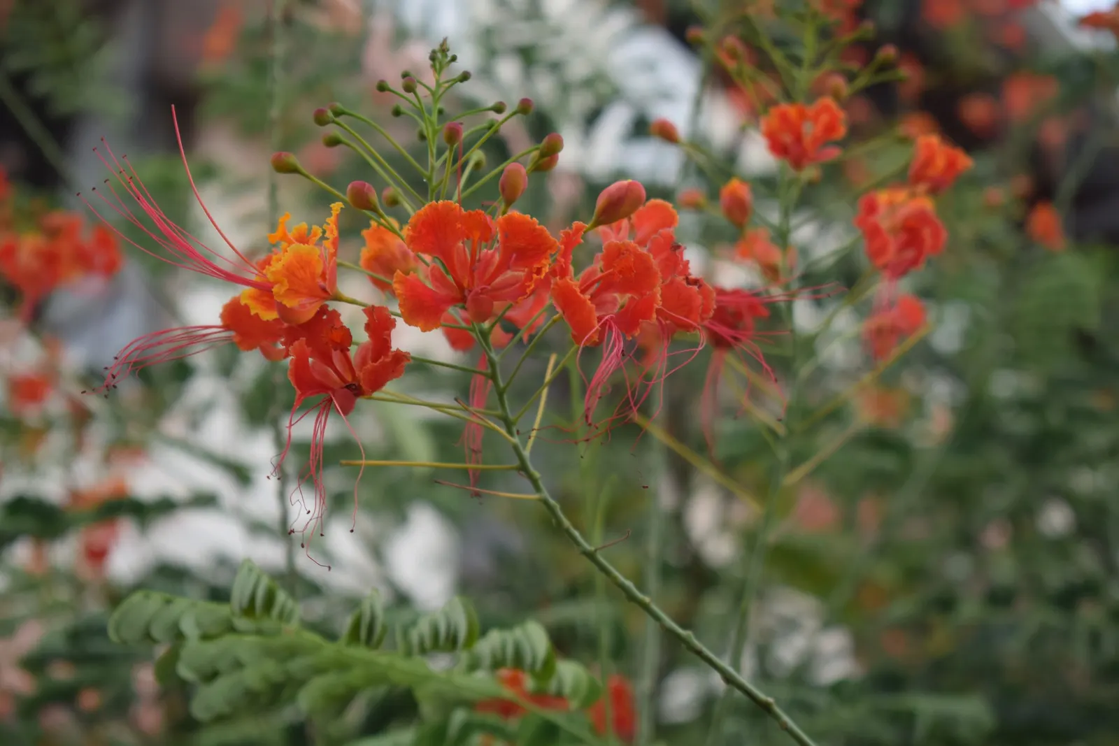 Mexican Bird Of Paradise (Caesalpinia Mexicana) — shrub for full