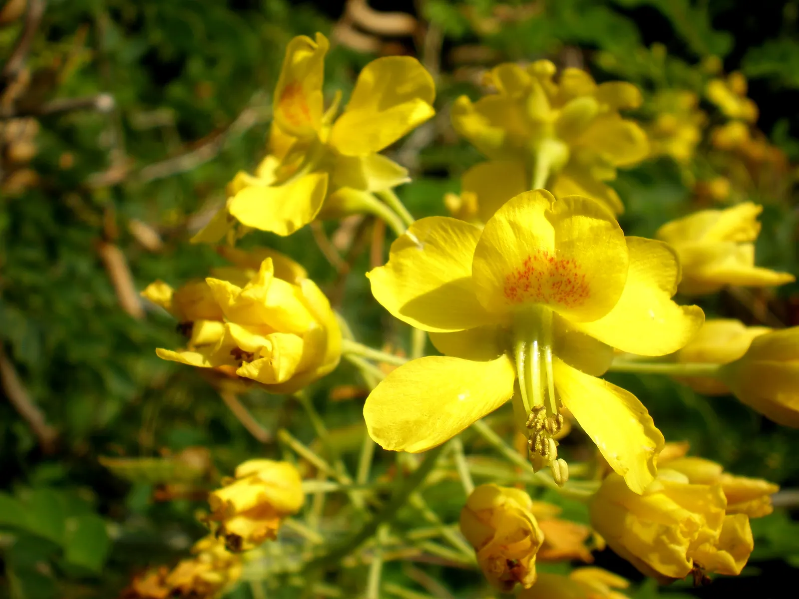 Mexican Bird Of Paradise (Caesalpinia Mexicana) — fern-like foliage and showy yellow flowers