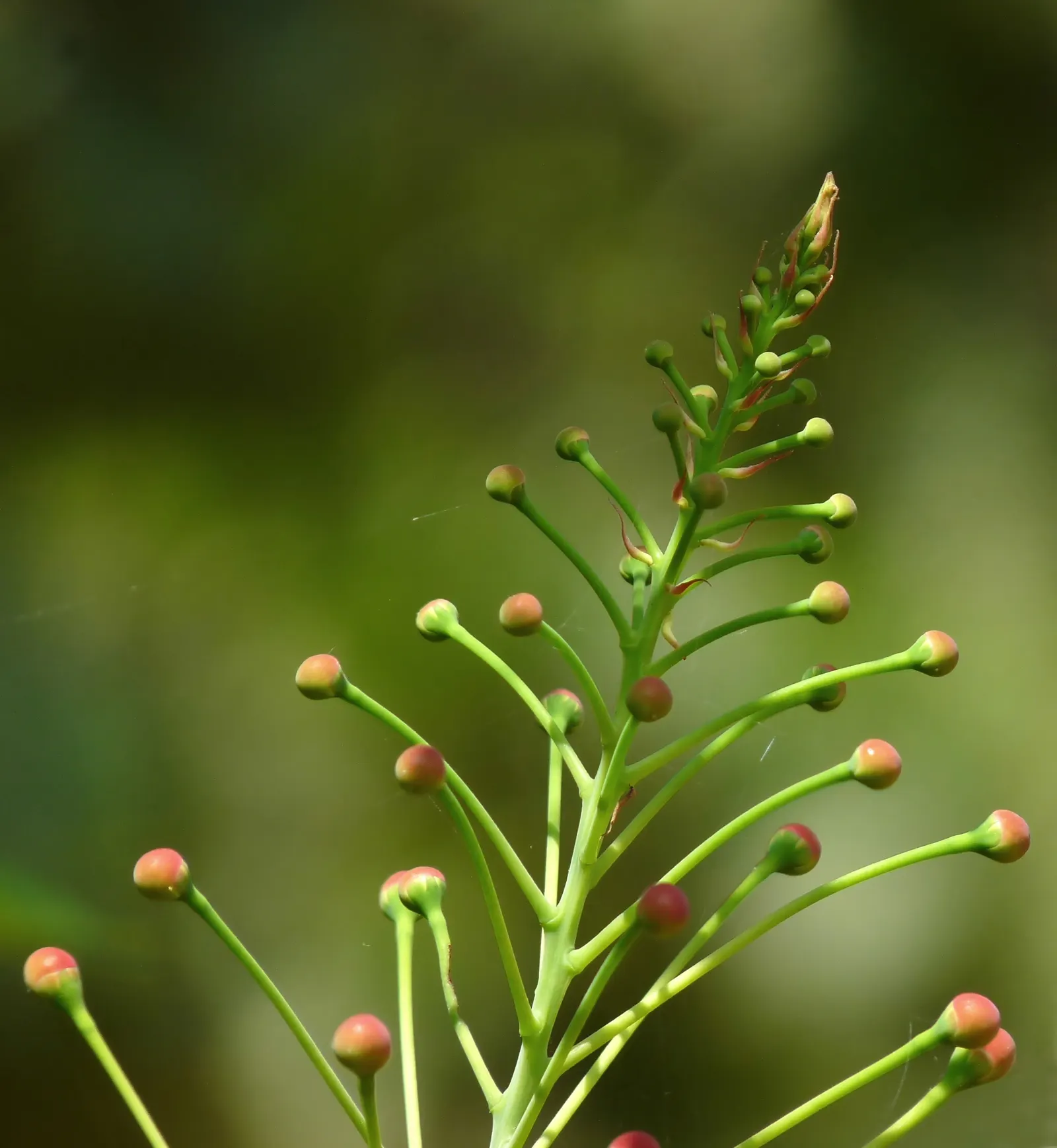 Mexican Bird Of Paradise (Caesalpinia Mexicana) — Full sun exposure is vital for the plant's vigor; the Mexican Bird of Paradise (Caesalpinia mexicana) is a