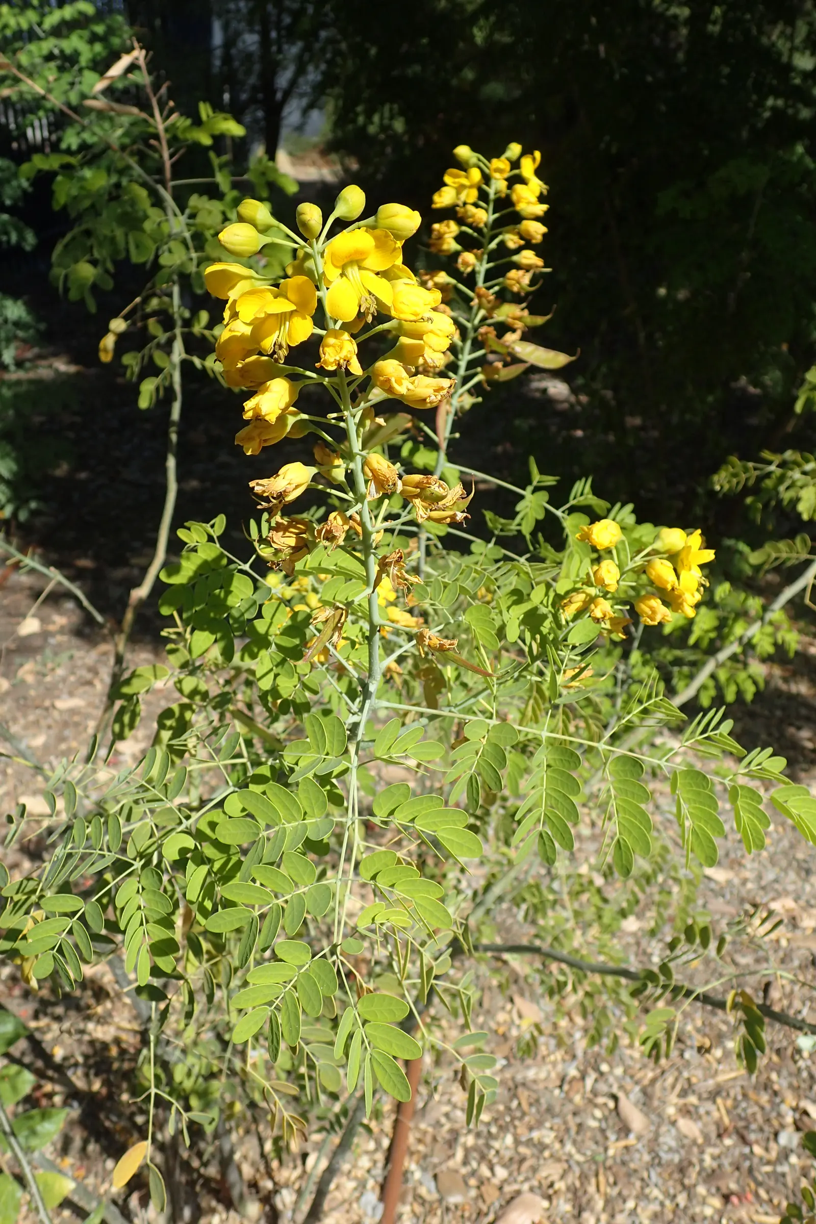 Mexican Bird Of Paradise (Caesalpinia Mexicana) — It adds a tropical flair and is excellent for accent or screening purposes; and requires low to moderate