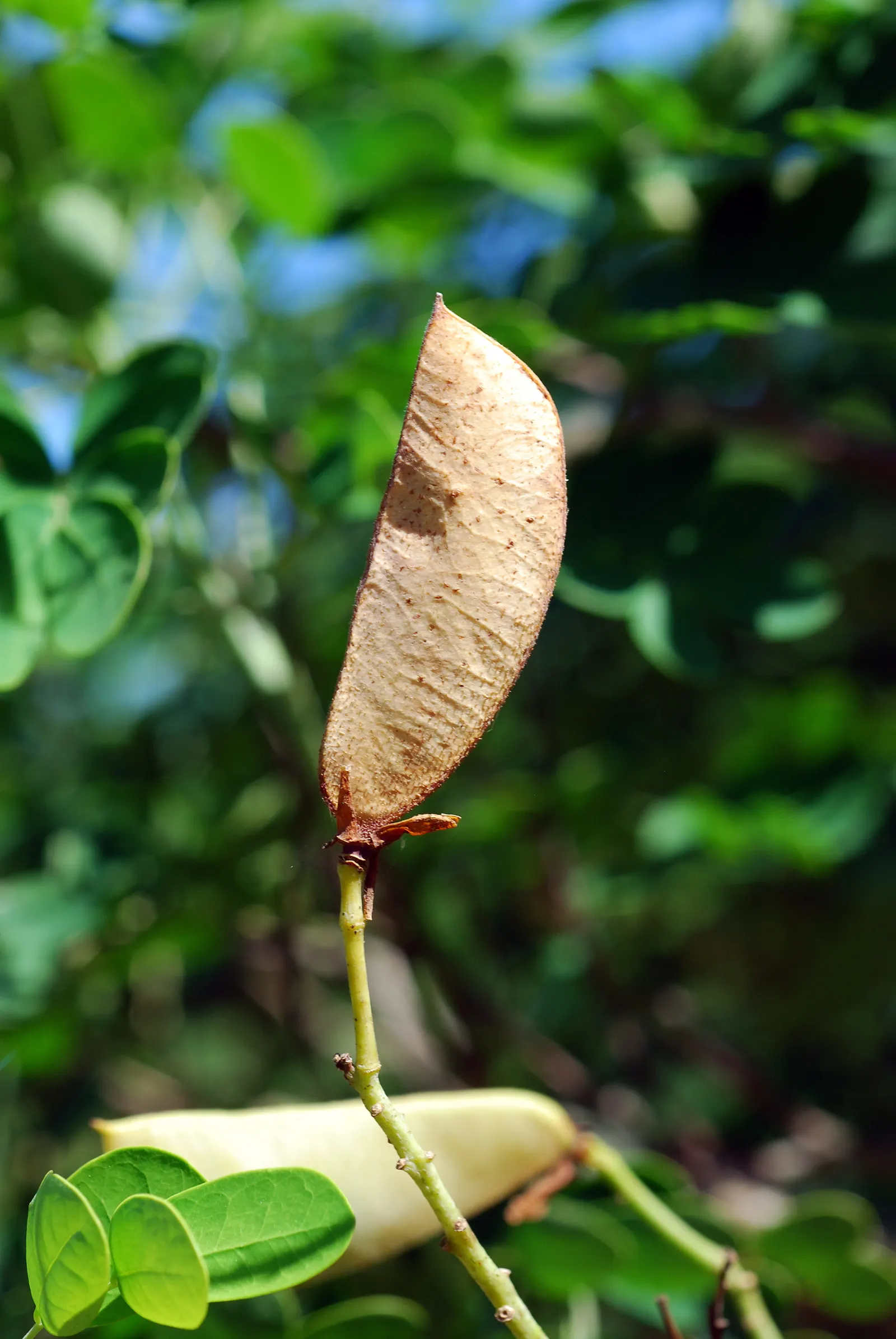 Mexican Bird Of Paradise (Caesalpinia Mexicana) — It reaches a mature height of 10-15 feet with a spread of 6-10 feet; yellow flowers in the garden