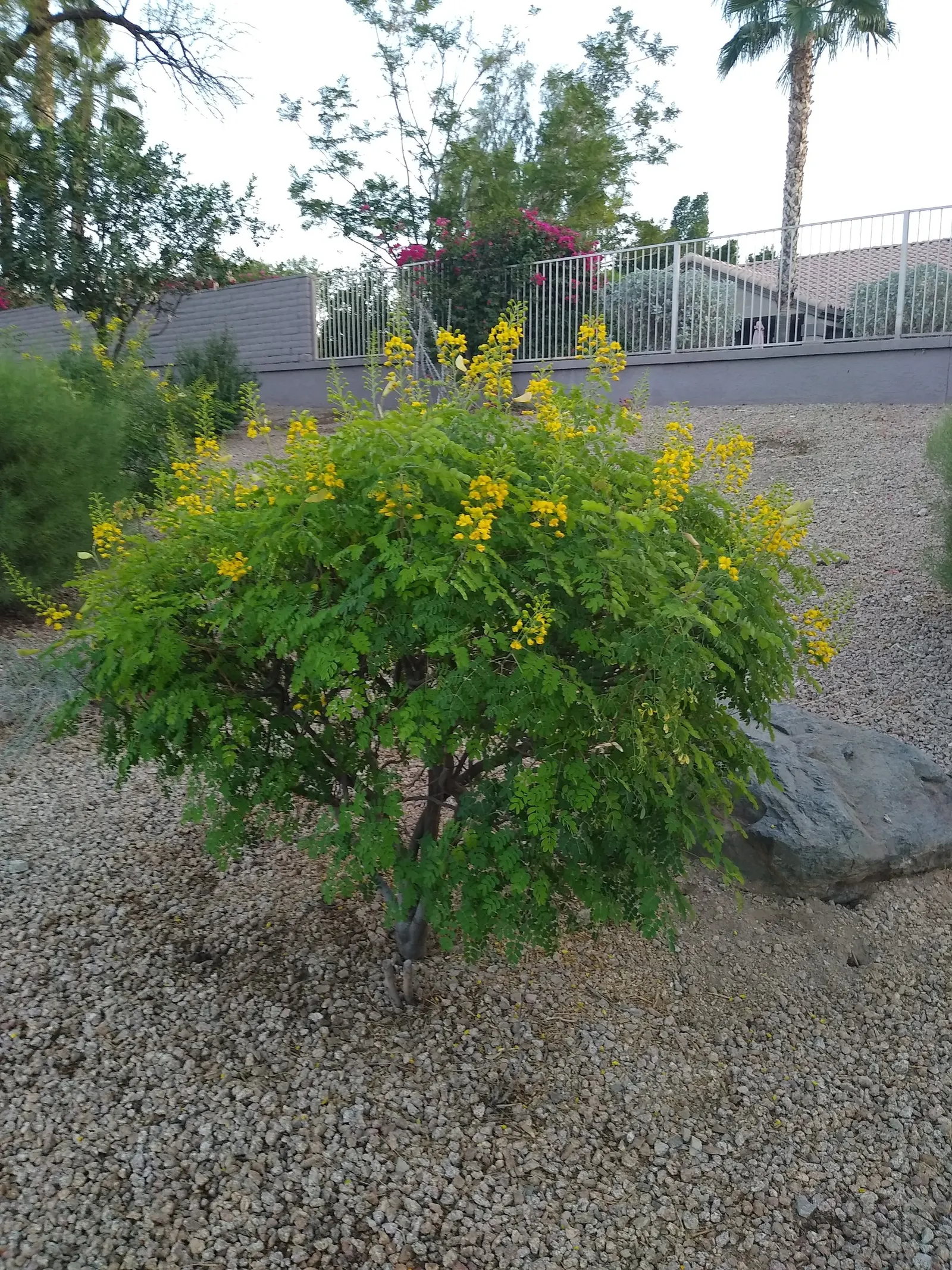 Mexican Bird Of Paradise (Caesalpinia Mexicana) — It reaches a mature height of 10-15 feet with a spread of 6-10 feet