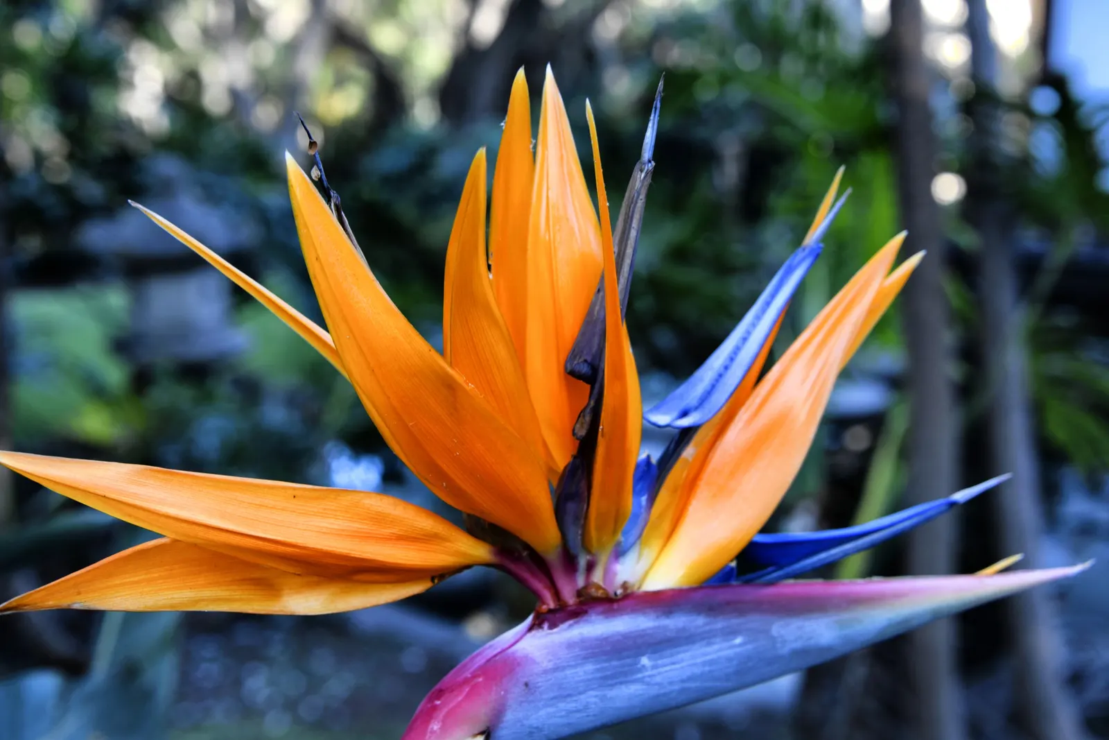 Mexican Bird Of Paradise (Caesalpinia Mexicana) — It adds a tropical flair and is excellent for accent or screening purposes