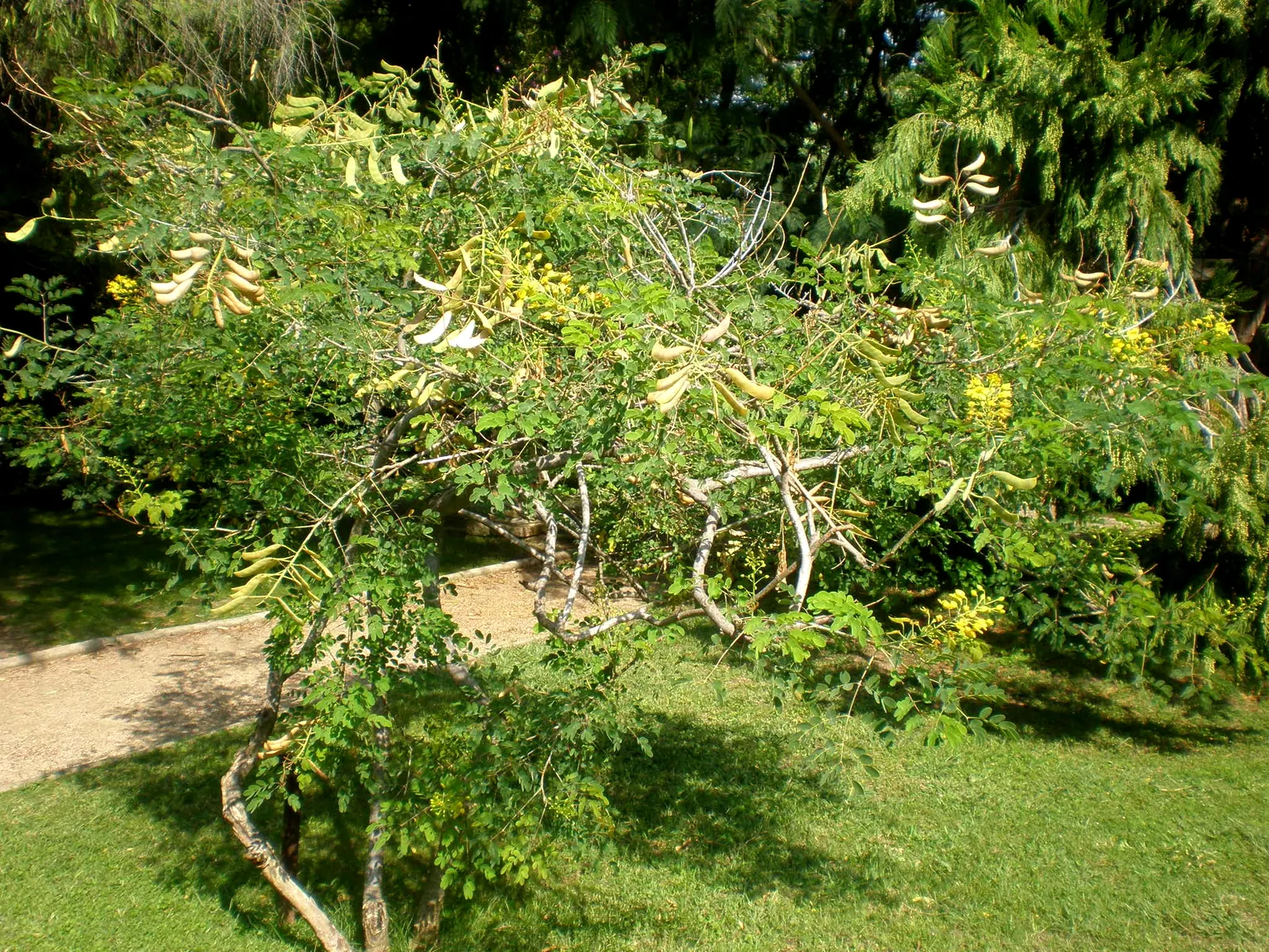 Mexican Bird Of Paradise (Caesalpinia Mexicana) — in USDA zones 8 through 11