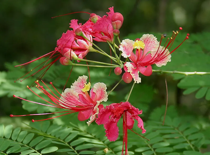 Mexican Bird Of Paradise (Caesalpinia Mexicana) — evergreen perennial is revered for its lush