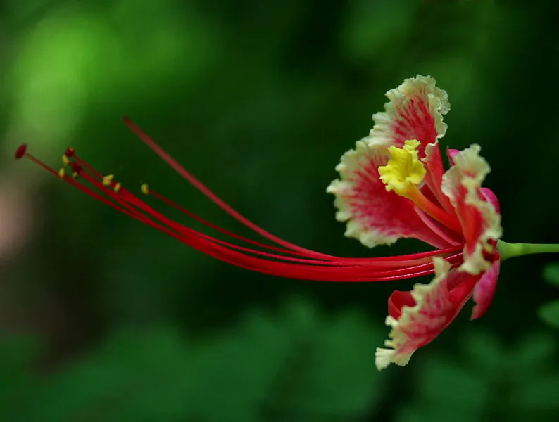 Mexican Bird Of Paradise (Caesalpinia Mexicana) — evergreen perennial is revered for its lush; it adds a tropical flair and is excellent for accent or