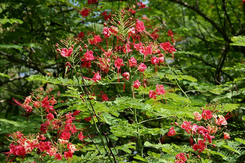 Mexican Bird Of Paradise (Caesalpinia Mexicana) — ensuring an abundant floral display and maintaining the density of its dark green leaves