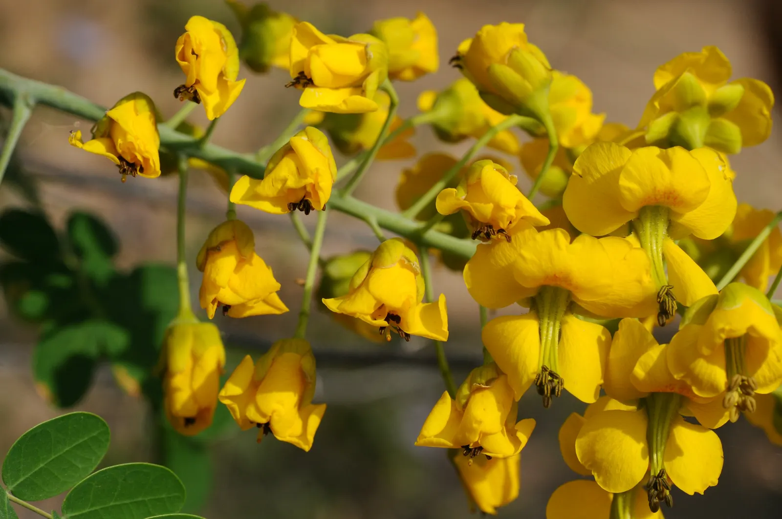 Mexican Bird Of Paradise (Caesalpinia Mexicana) — is a cherished ornamental shrub that will imbue any landscape with a touch of the tropics