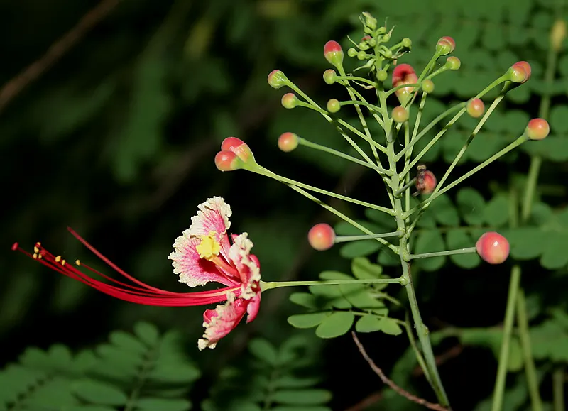 Mexican Bird Of Paradise (Caesalpinia Mexicana) — Moderate watering is recommended to establish the plant, with reduced frequency once it is well-rooted