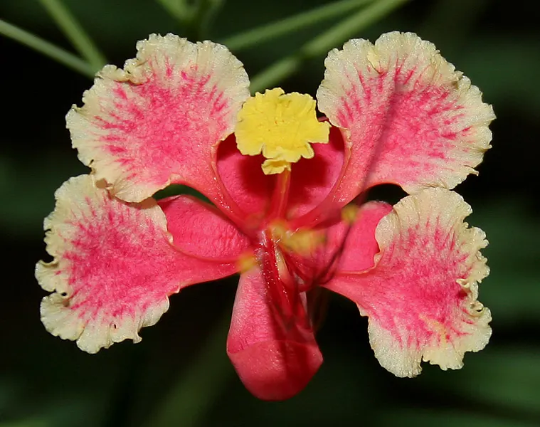 Mexican Bird Of Paradise (Caesalpinia Mexicana) — scientifically known as Caesalpinia mexicana; ensuring an abundant floral display and maintaining the density
