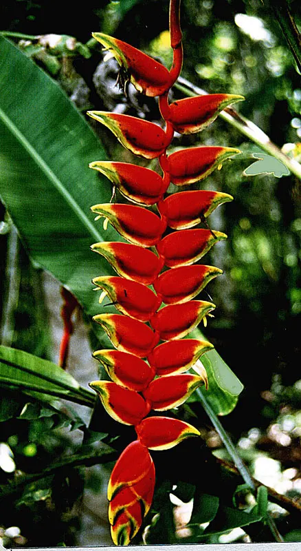 Mexican Bird Of Paradise (Caesalpinia Mexicana) — Moderate watering is recommended to establish the plant, with reduced frequency once it is well-rooted; it
