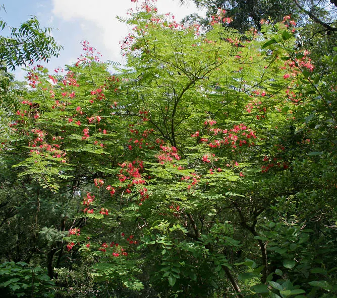 Mexican Bird Of Paradise (Caesalpinia Mexicana) — The Mexican Bird of Paradise (Caesalpinia mexicana) is a sun-loving semi-evergreen shrub; this hardy plant