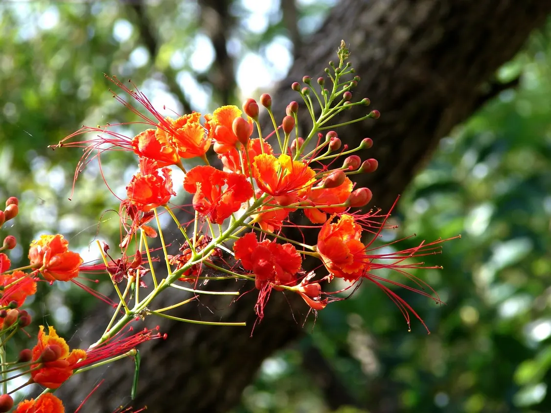 Mexican Bird Of Paradise (Caesalpinia Mexicana) — notable for its vibrant yellow flowers which bloom intermittently year-round; fern-like foliage and showy