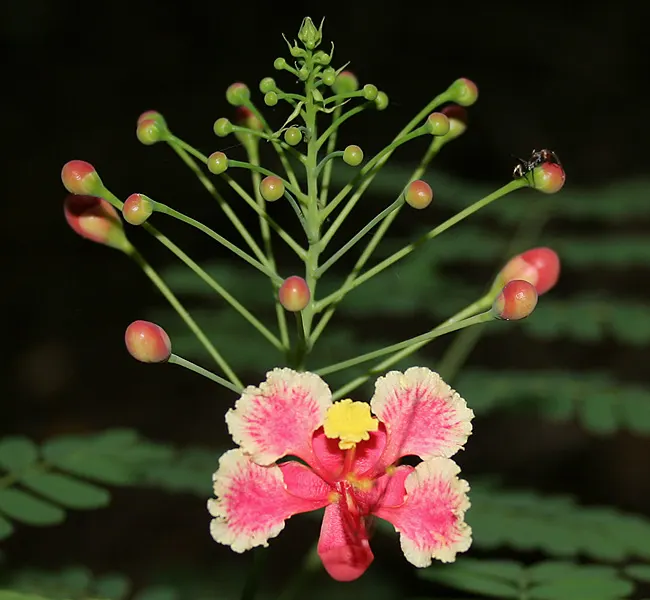 Mexican Bird Of Paradise (Caesalpinia Mexicana) — While it thrives in warmer climates; in USDA zones 8 through 11