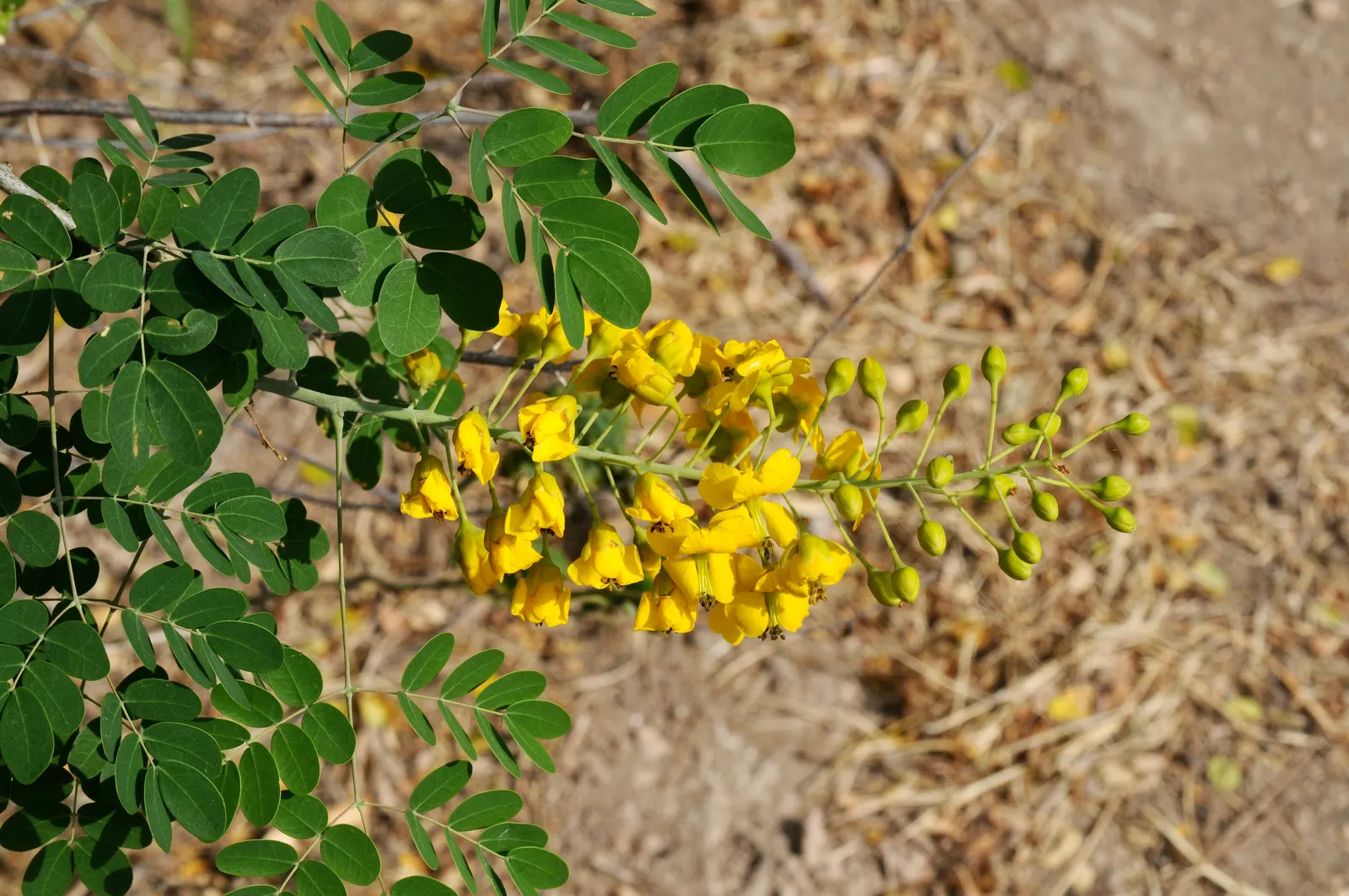 Mexican Bird Of Paradise (Caesalpinia Mexicana) — This hardy plant thrives in USDA zones 9-11