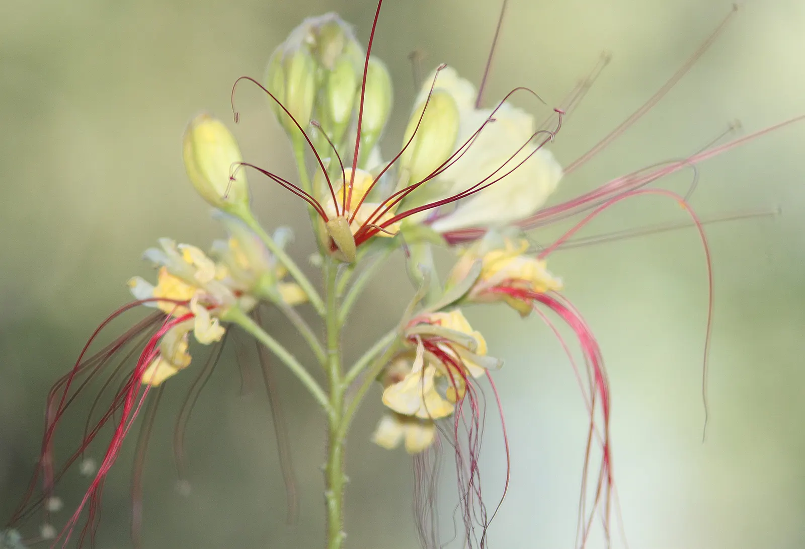 Mexican Bird Of Paradise (Caesalpinia Mexicana) — yellow flowers in the garden
