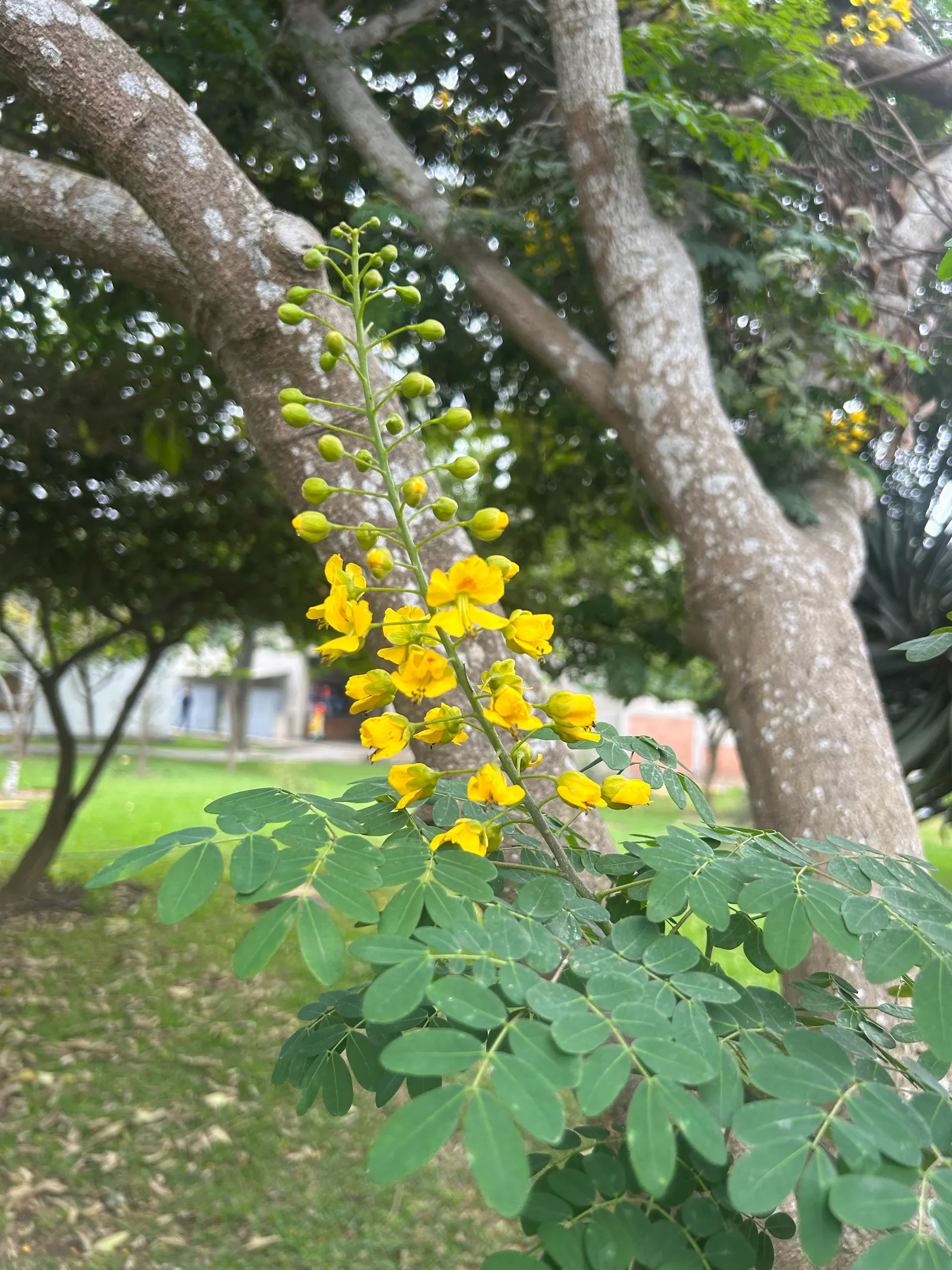 Mexican Bird Of Paradise (Caesalpinia Mexicana) — notable for its vibrant yellow flowers which bloom intermittently year-round