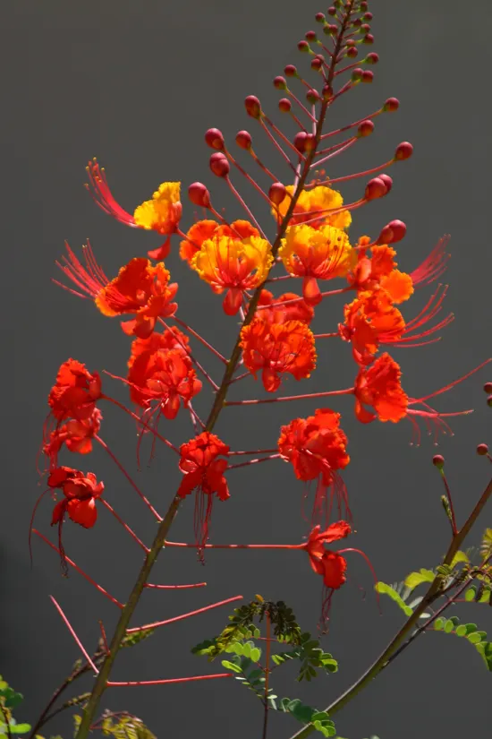 Mexican Bird Of Paradise (Caesalpinia Mexicana) — shrub with yellow blooms