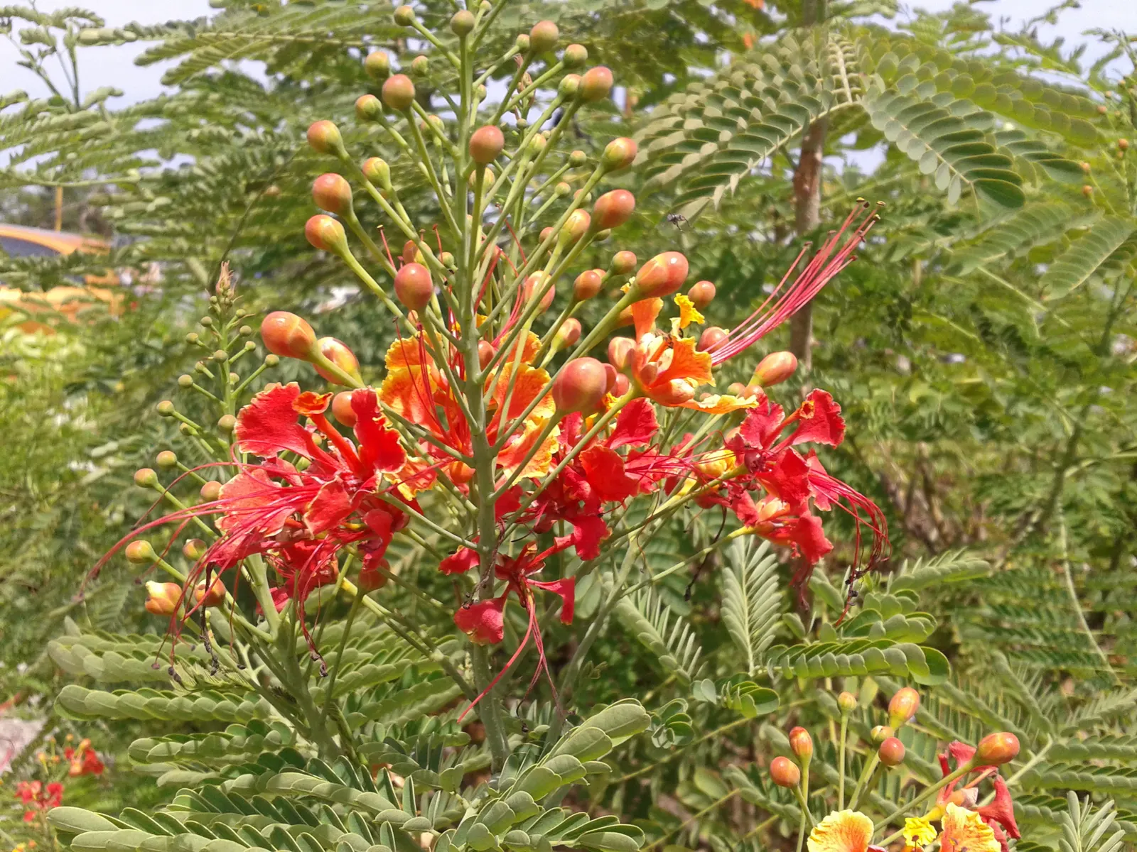 Mexican Bird Of Paradise (Caesalpinia Mexicana) — ensuring an abundant floral display and maintaining the density of its dark green leaves; scientifically