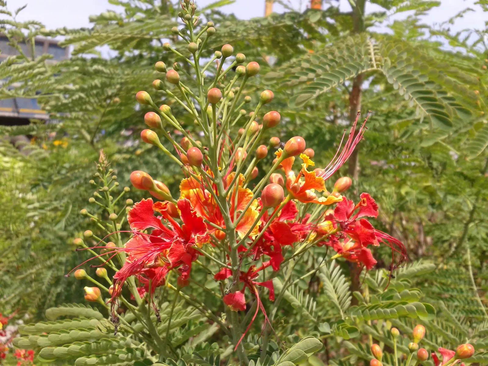 Mexican Bird Of Paradise (Caesalpinia Mexicana) — is a cherished ornamental shrub that will imbue any landscape with a touch of the tropics; shrub for full