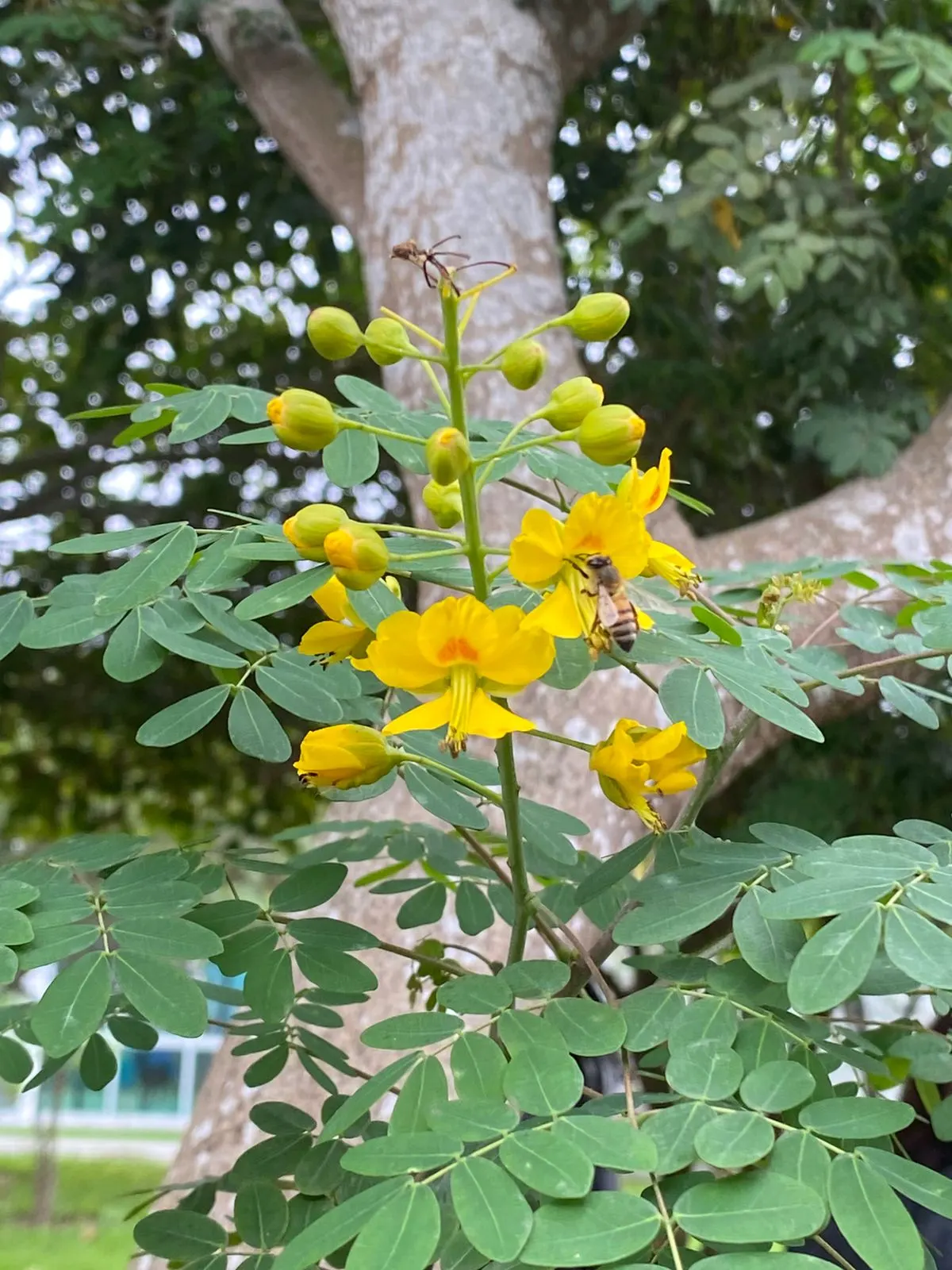 Mexican Bird Of Paradise (Caesalpinia Mexicana) — and requires low to moderate watering once established; shrub with yellow blooms