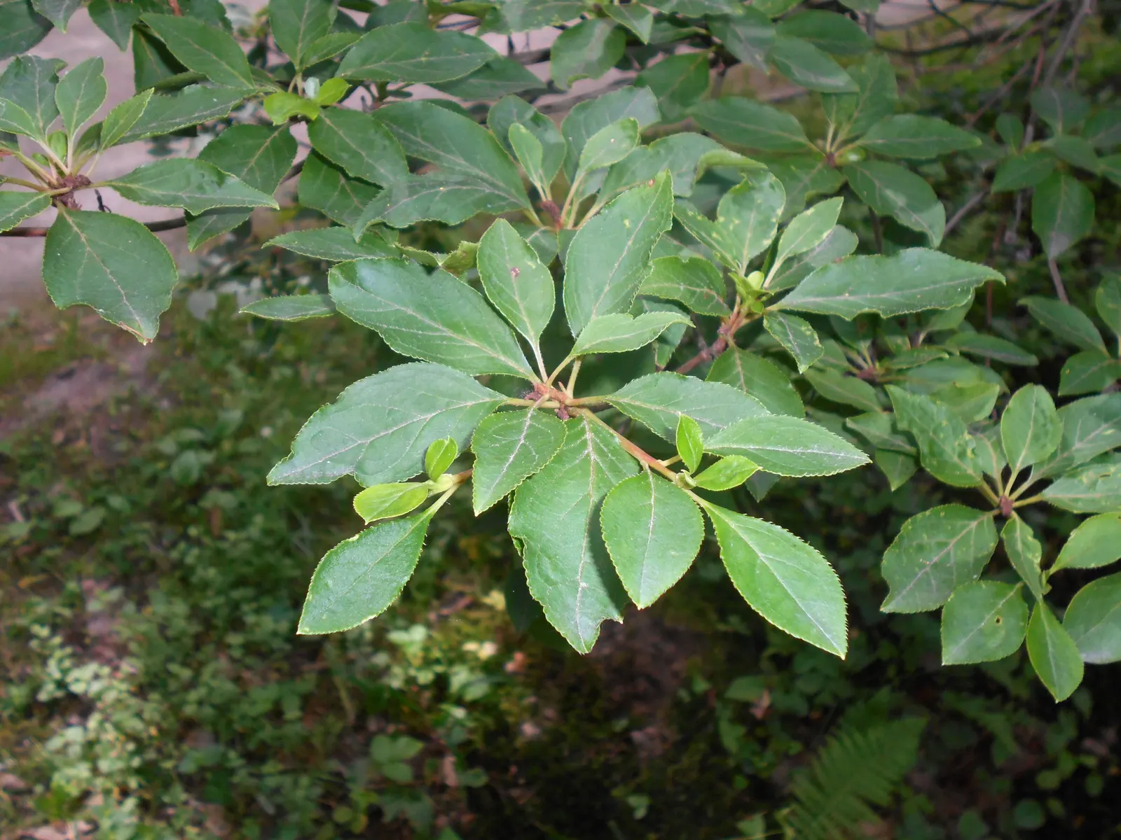Redvein Enkianthus (Enkianthus Campanulatus) — scientifically named Enkianthus campanulatus