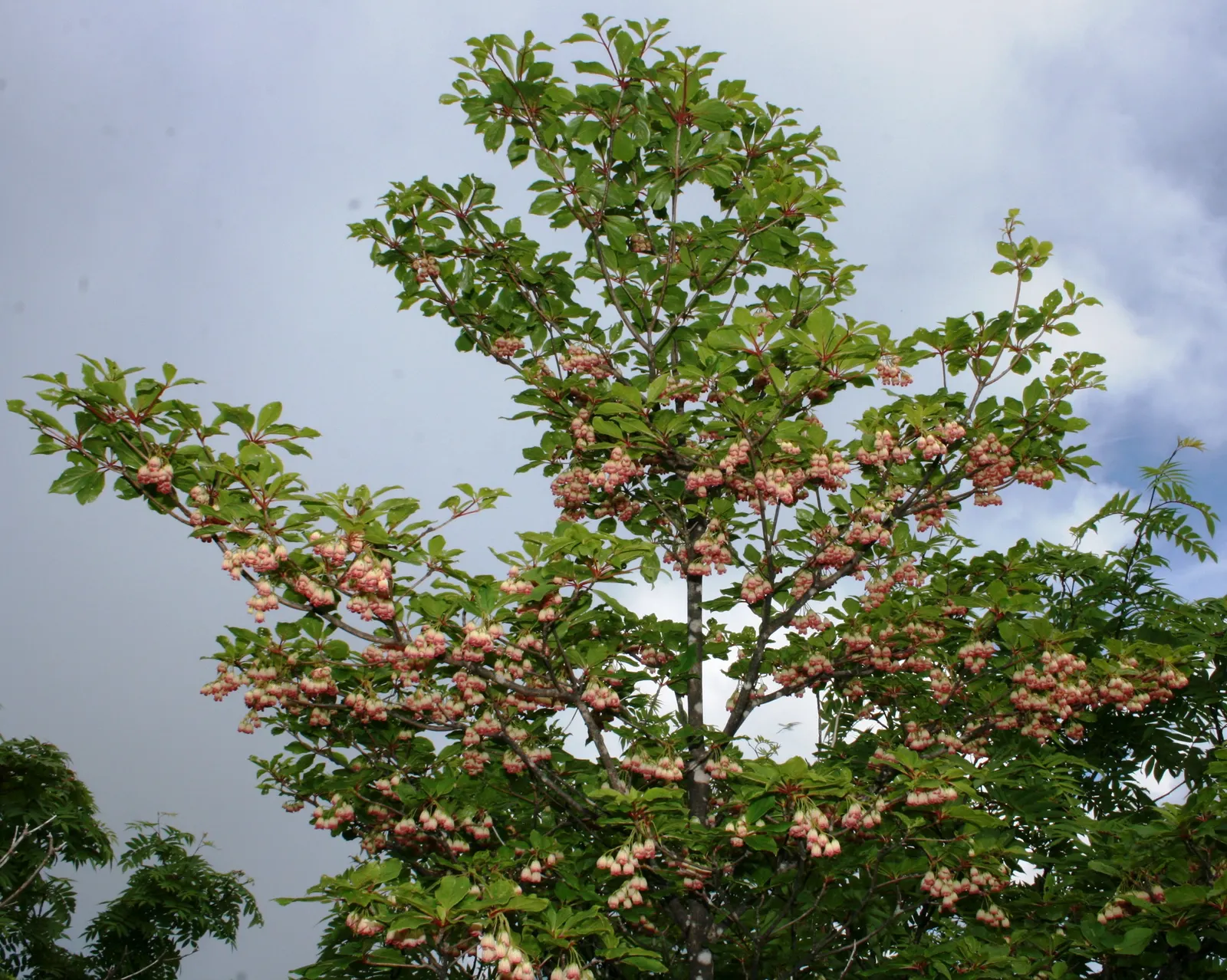 Redvein Enkianthus (Enkianthus Campanulatus) — is an exceptionally ornamental deciduous shrub that brings a striking presence to any garden landscape