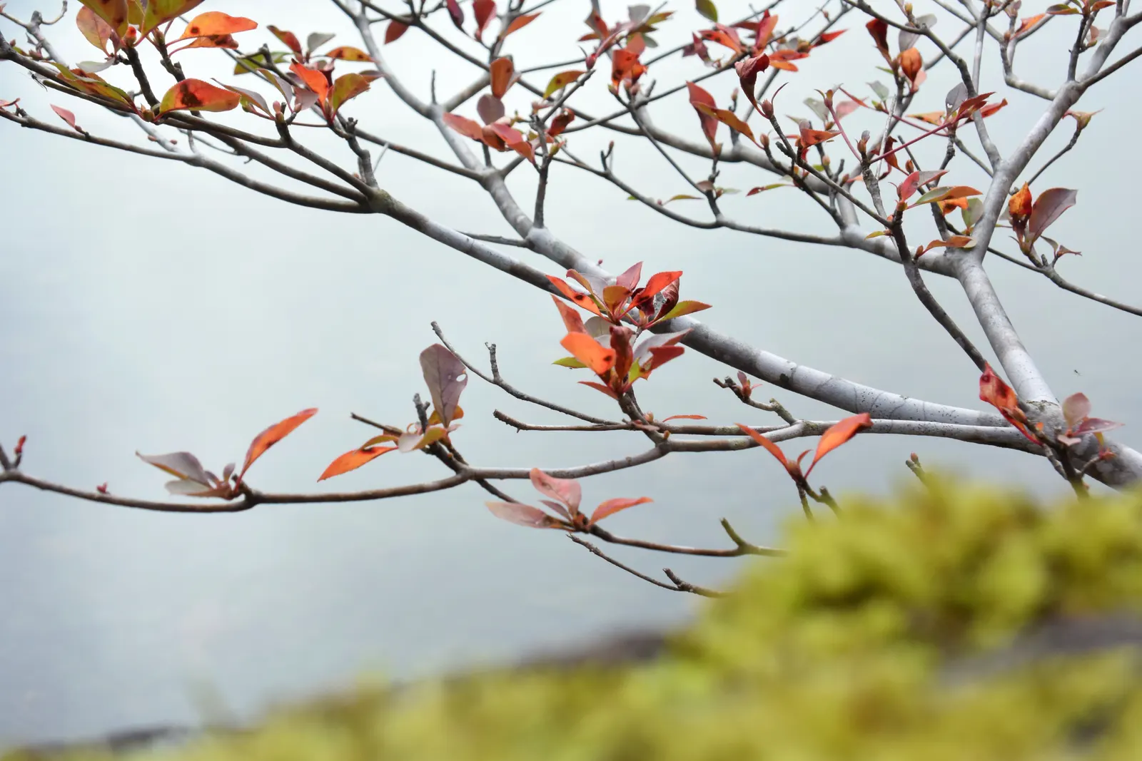 Redvein Enkianthus (Enkianthus Campanulatus) — enhancing biodiversity.<br><br>This shrub's foliage is equally impressive; sporting narrow