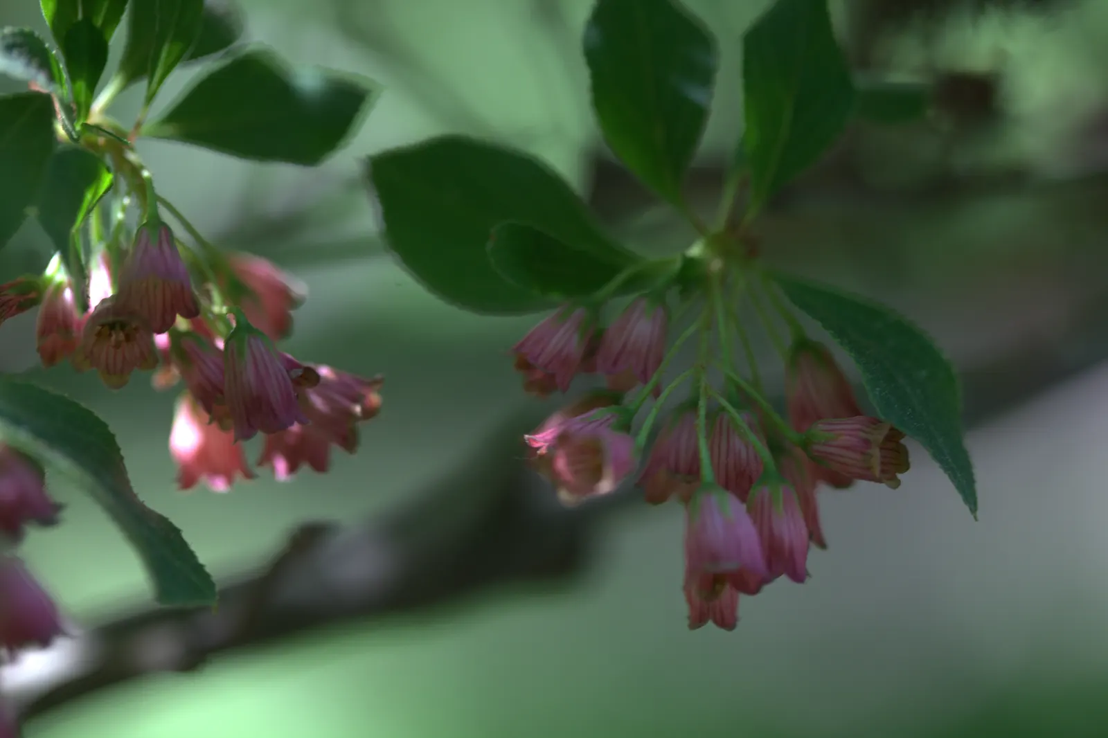 Redvein Enkianthus (Enkianthus Campanulatus) — This deciduous shrub matures to a height of 6-8 feet with a spread of 4-6 feet