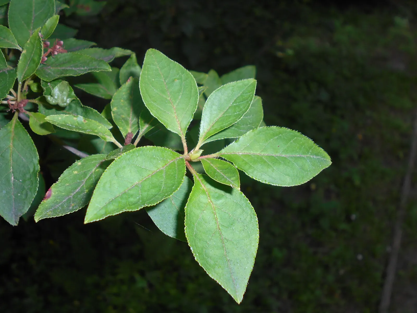 Redvein Enkianthus (Enkianthus Campanulatus) — measuring about half an inch in length