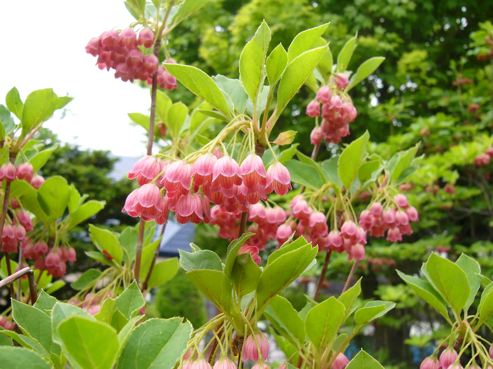Redvein Enkianthus (Enkianthus Campanulatus) — which boast a captivating fusion of red veins on a cream to pale yellow canvas