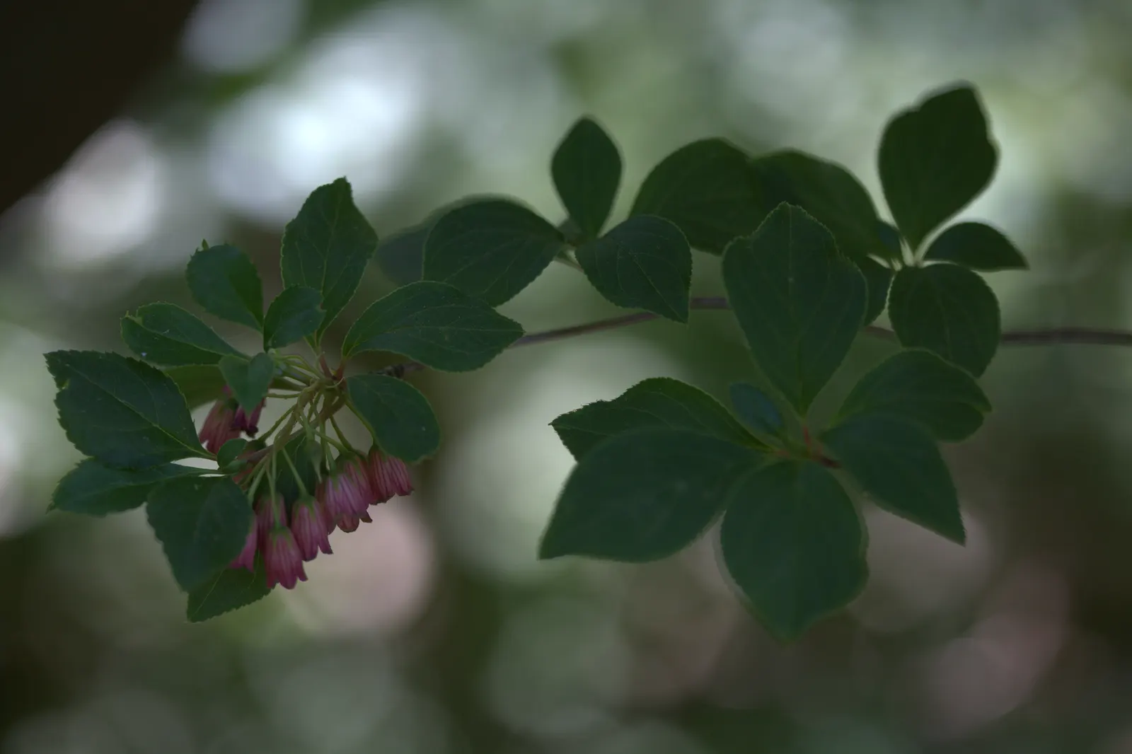 Redvein Enkianthus (Enkianthus Campanulatus) — not only add a delicate charm but also attract various pollinators