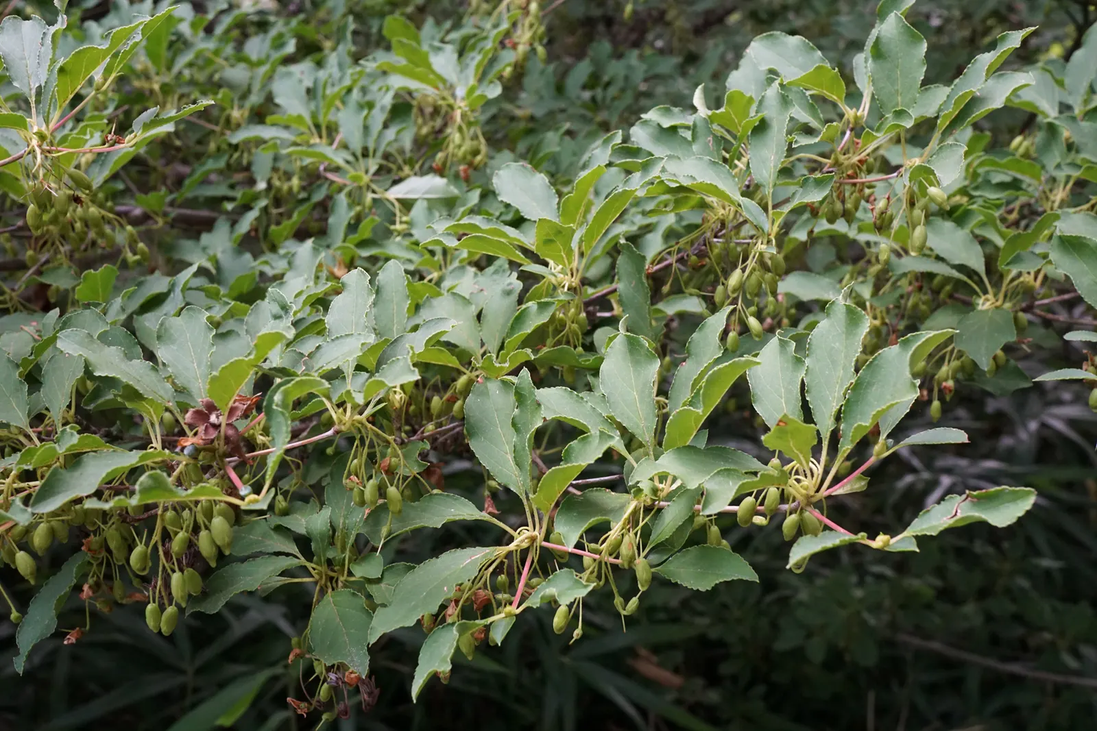 Redvein Enkianthus (Enkianthus Campanulatus) — depending on its growing conditions