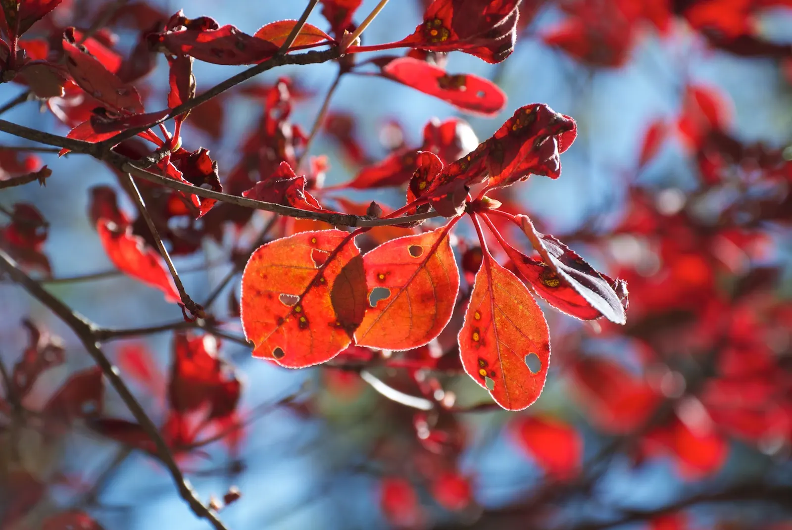 Redvein Enkianthus (Enkianthus Campanulatus) — It thrives in acidic soil and partial shade